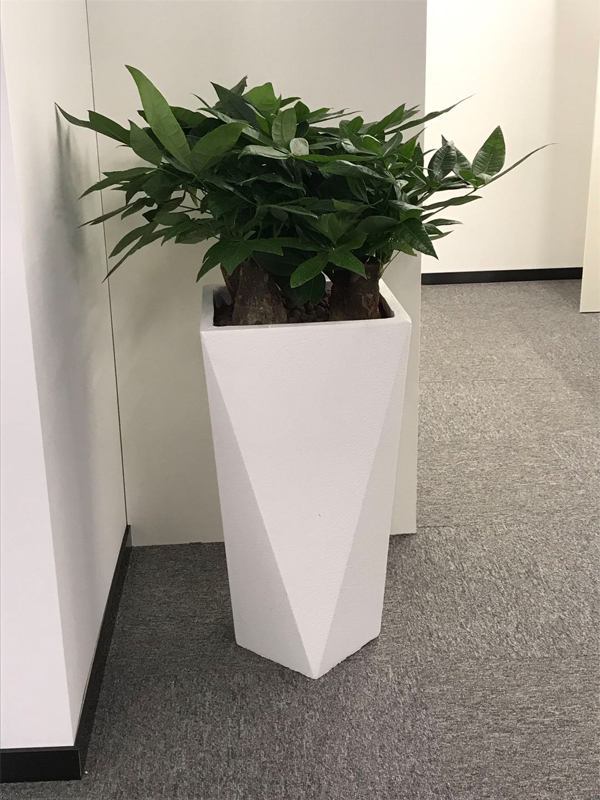 三頭發(fā)財(cái)樹