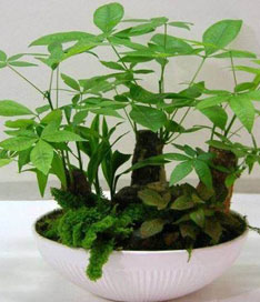 發(fā)財(cái)樹盆景