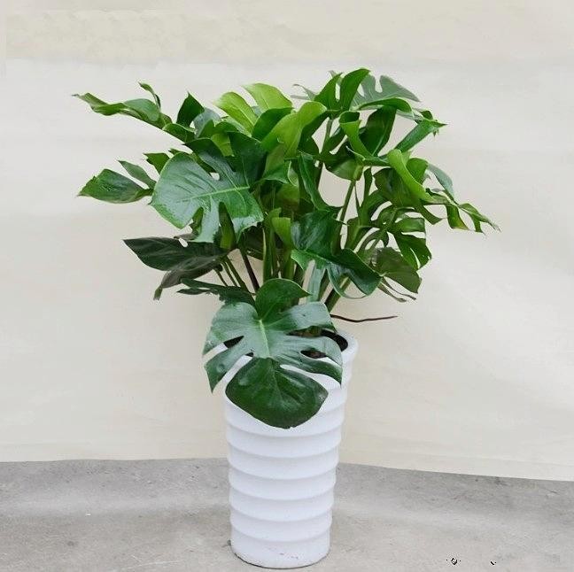 關于辦公室或者家里擺放植物的好處