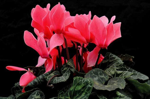 仙客來一般都應該如何種植養(yǎng)護？