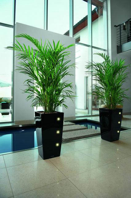 綠植租擺應該如何選擇植物?