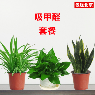 北京望京花卉租擺都有哪些植物租賃價(jià)格怎么樣？