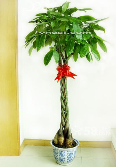 北京喜陰的盆栽有什么，喜陰的盆栽都有哪些？北京花卉租擺公司推薦