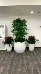 花卉何時換盆，該如何正確判斷？應(yīng)注意哪些細節(jié)  北京花卉綠植租擺公司