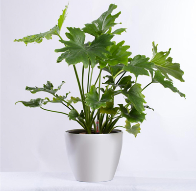 哪些花可以消除家居裝飾中的污染？