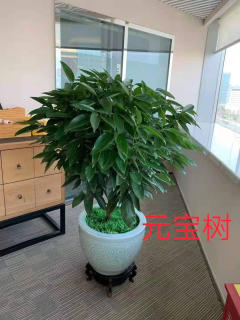 冬季養(yǎng)花，學會這6點，什么花都能養(yǎng)好!