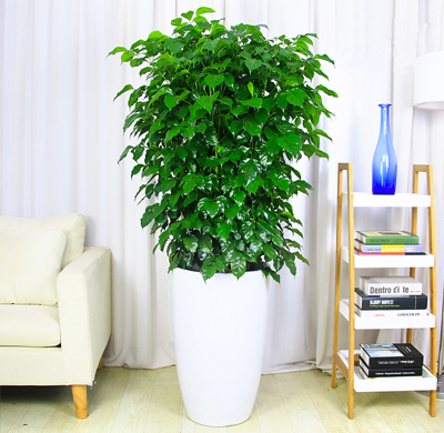 辦公室綠植租擺的好處，省心省力 