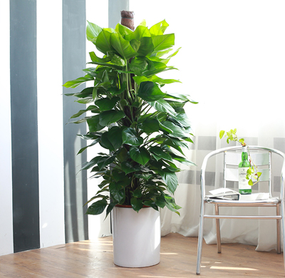 辦公室綠植租擺的好處，省心省力 