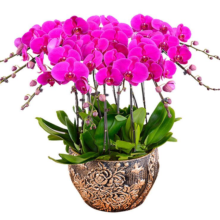 北京世紀匯通園藝綠植租擺的優(yōu)勢有哪些？