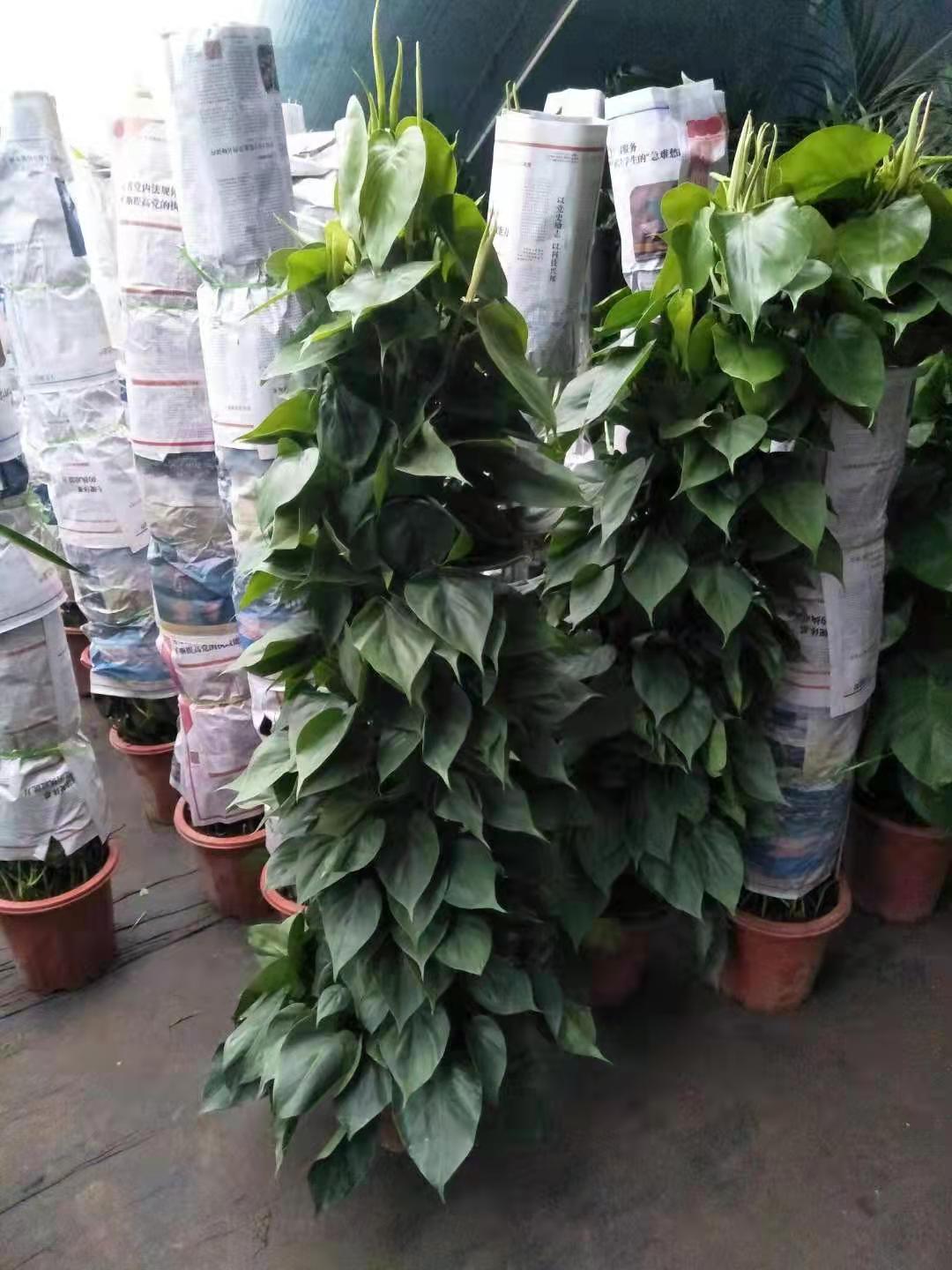 北京綠植養(yǎng)護主要做什么？