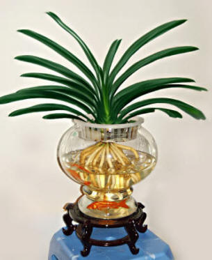 綠植租擺公司主要干什么事情？