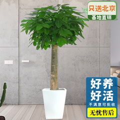 北京辦公室綠植租賃流程有哪些？