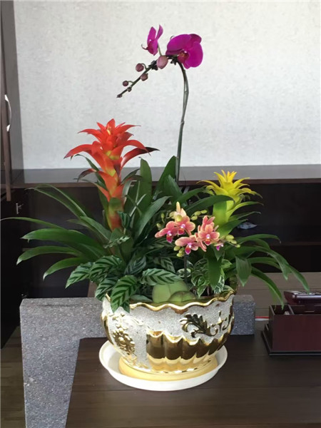 植物租擺公司，不僅僅是提供鮮花那么簡單