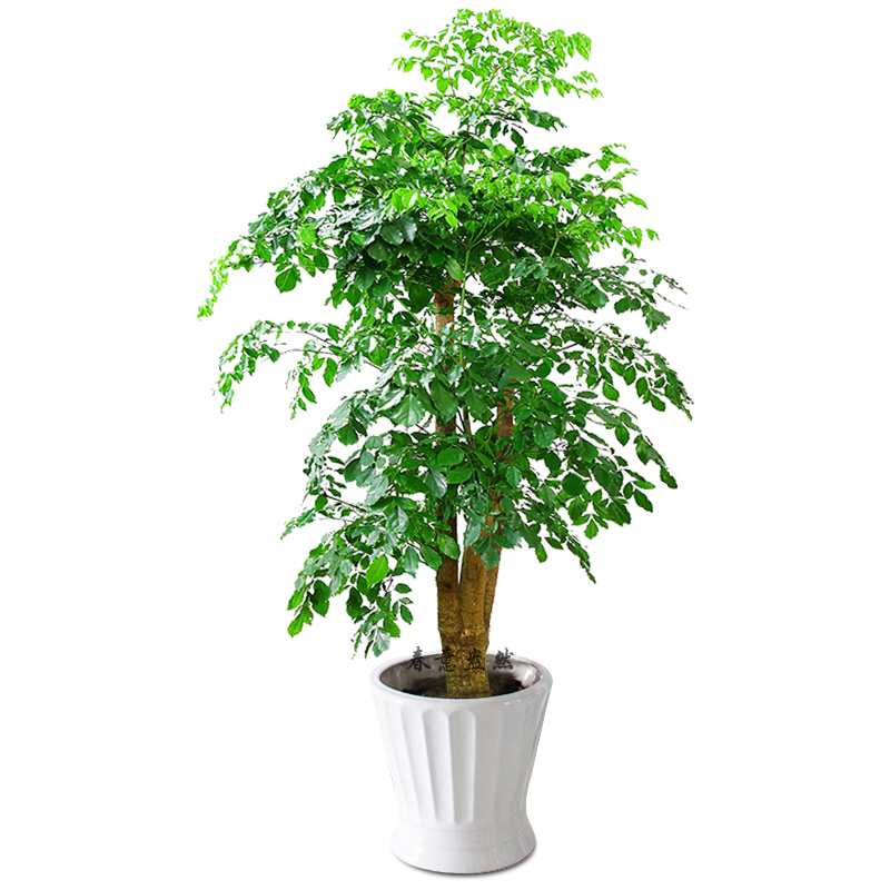 北京花卉租擺公司有什么服務？還能租到它嗎？