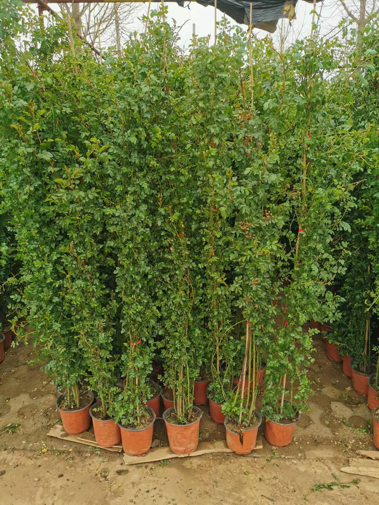 這5種花適合做鮮花“窗簾”，效果一目了然