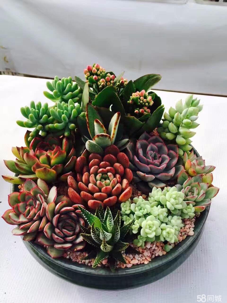 北京花卉銷(xiāo)售綠植銷(xiāo)售價(jià)格