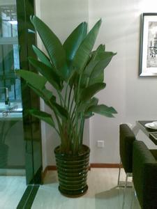 天堂鳥(niǎo)養(yǎng)多久才能見(jiàn)到它開(kāi)花？不開(kāi)花是什么原因？