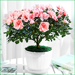 北京花卉公司繡球花夏天怎么養(yǎng)，需要注意什么呢？