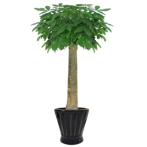 發(fā)財樹綠植租擺公司