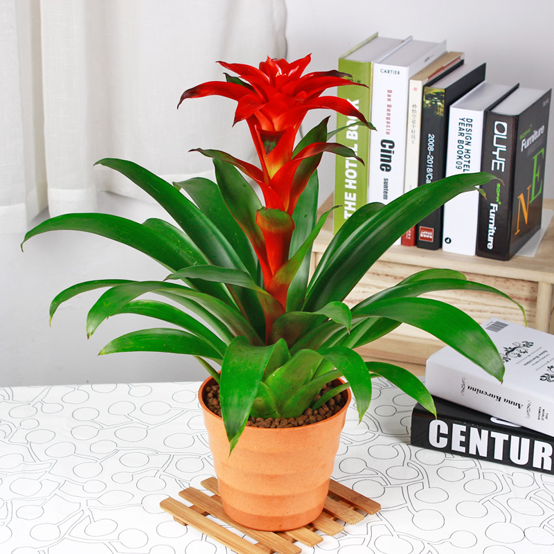 鴻運當(dāng)頭的養(yǎng)護(hù)知識