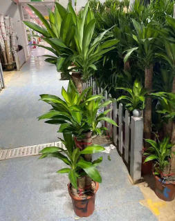 總經理室租賃什么植物比較好