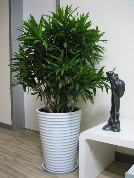 水培富貴竹怎么養(yǎng)才能旺盛，5個(gè)步驟教你養(yǎng)出旺盛的水培富貴竹