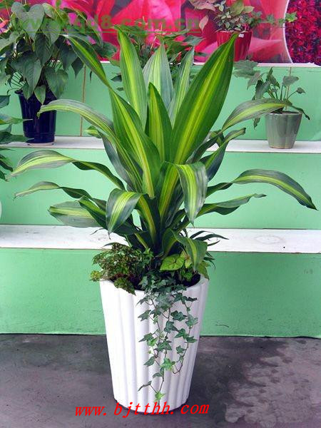 北京花卉租擺公司-迎春花