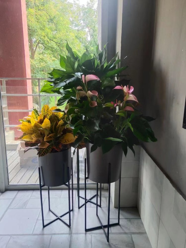 寫(xiě)字樓辦公室花卉綠植租擺