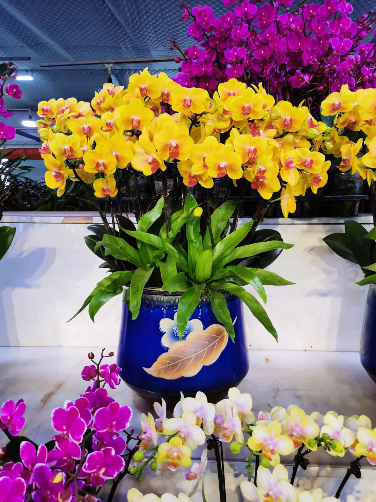 北京辦公室綠植租擺的優(yōu)勢和植物選擇