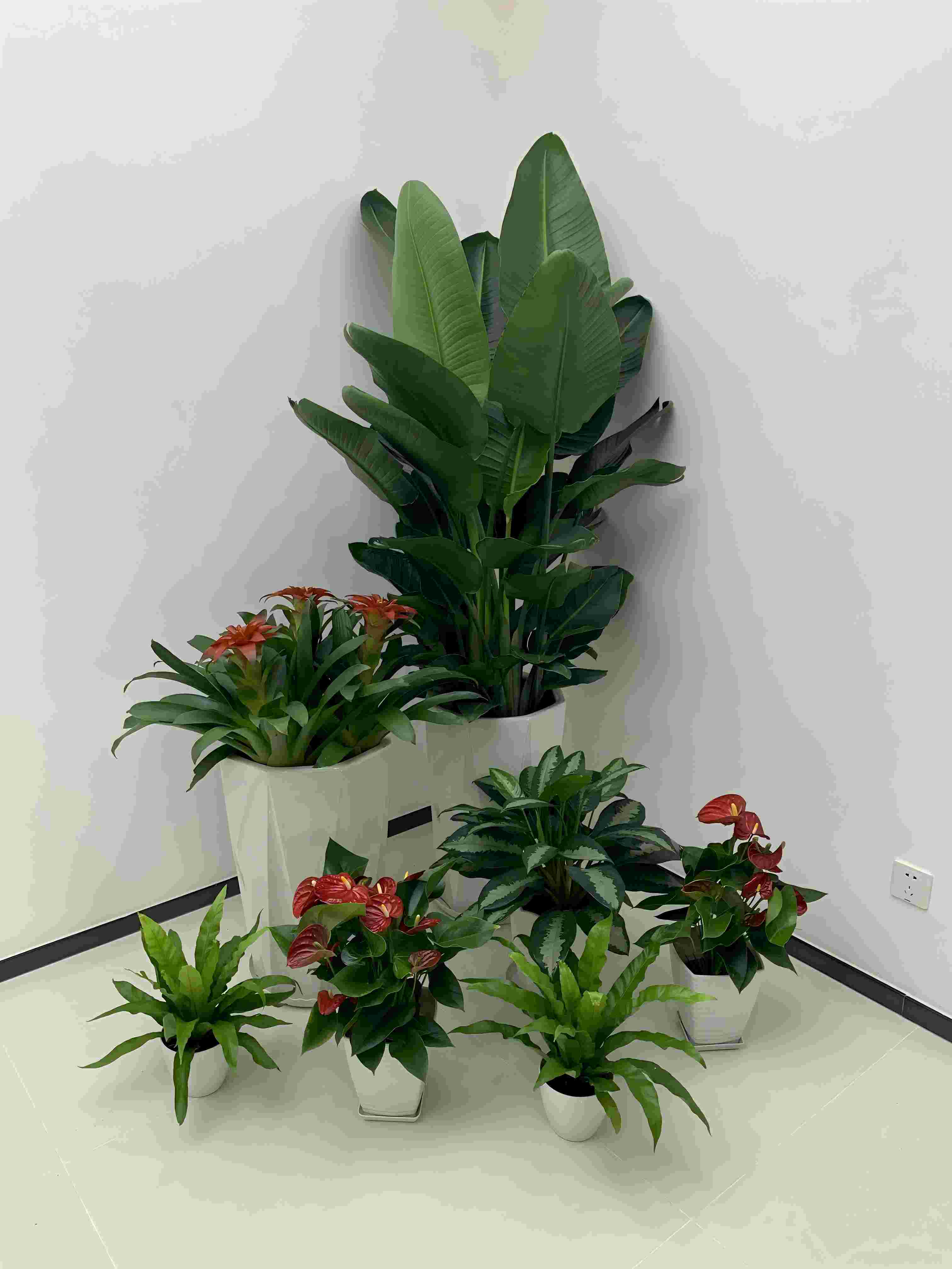 花木租擺養(yǎng)護(hù)質(zhì)量標(biāo)準(zhǔn)