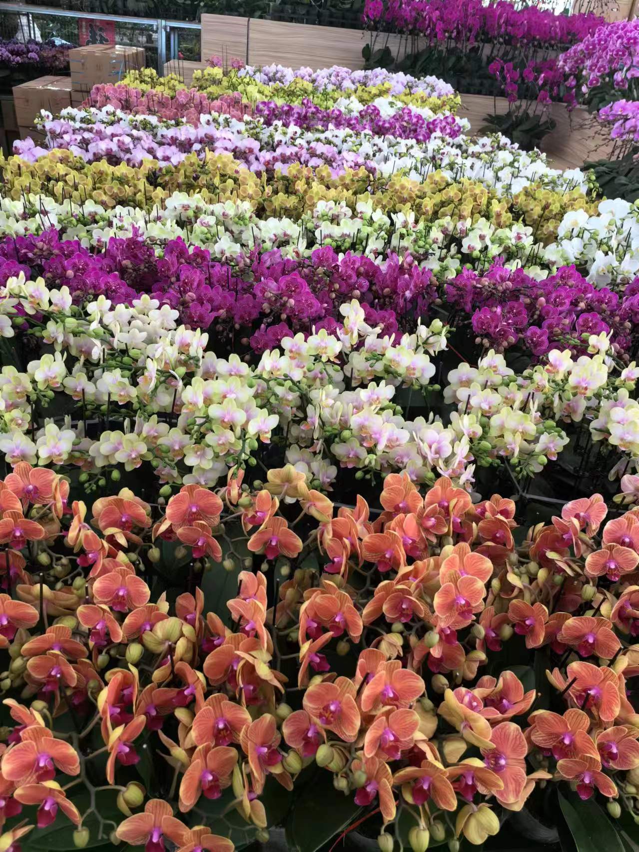 北京世紀(jì)匯通園藝：亦莊寫字樓綠植租擺的專業(yè)之選