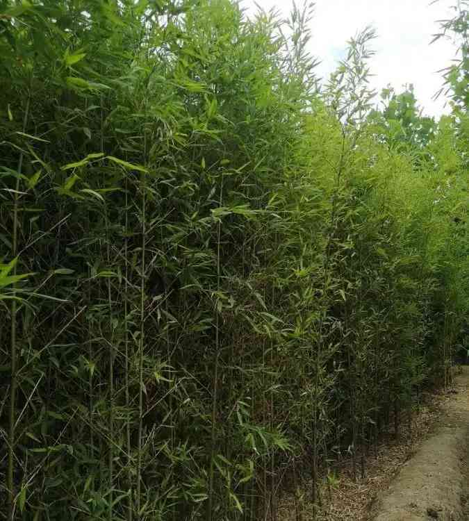 綠植租擺對(duì)辦公室環(huán)境的諸多益處