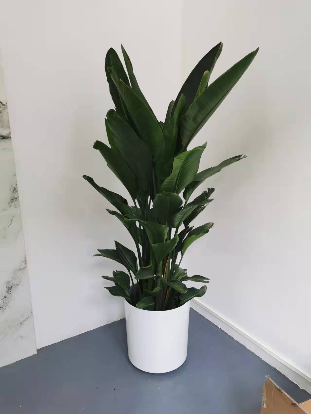 西城區(qū)綠植租擺阜成門綠植租擺金融街綠植租擺