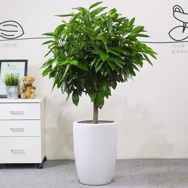  北京東三環(huán)綠植租擺朝陽區(qū)綠植租擺公司