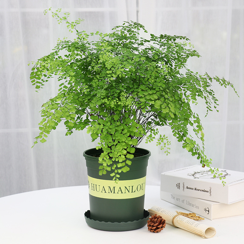 綠植租賃：不止于“租”，解鎖綠色經(jīng)濟(jì)新藍(lán)海