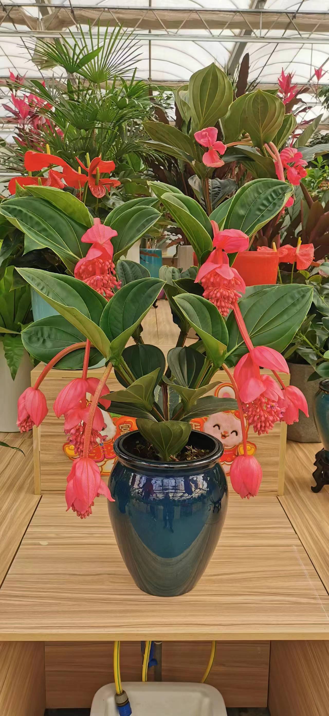 北京花卉租擺公司綠植銷(xiāo)售公司