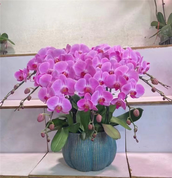 北京花卉銷(xiāo)售公司